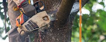 Best Fruit Tree Pruning  in South Dennis, NJ