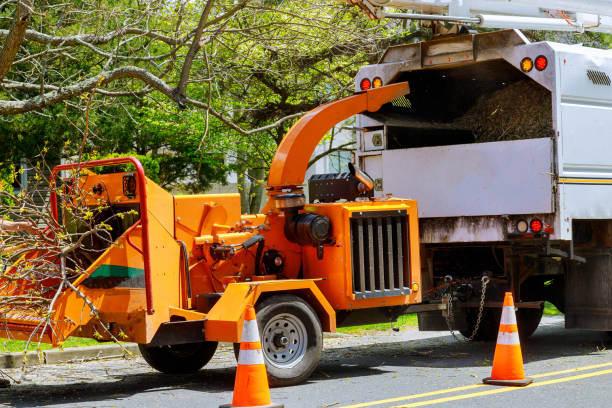 Trusted South Dennis, NJ Tree Removal Experts